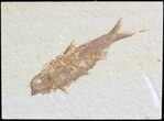 Bargain Knightia Fossil Fish - Wyoming #42348-1
